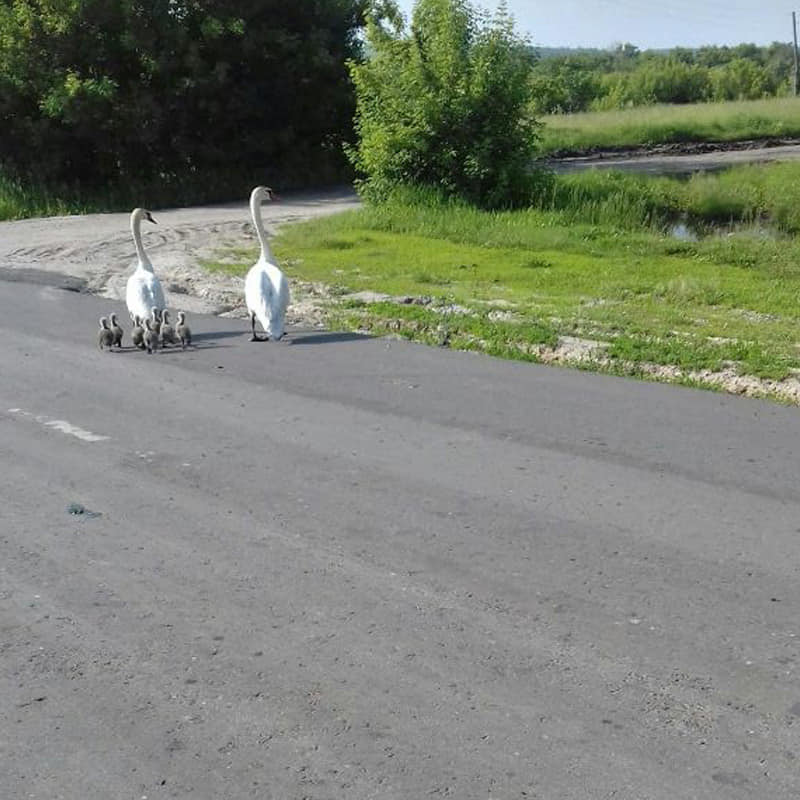 Погода новокасторное курской обл. Семеновка Курская область. Село Мелавка Курская область Касторенский район. Семеновка Курская область Касторенский район.