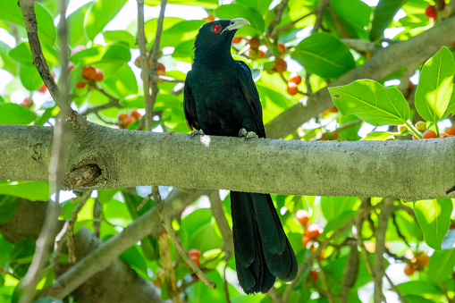 Asian Koel