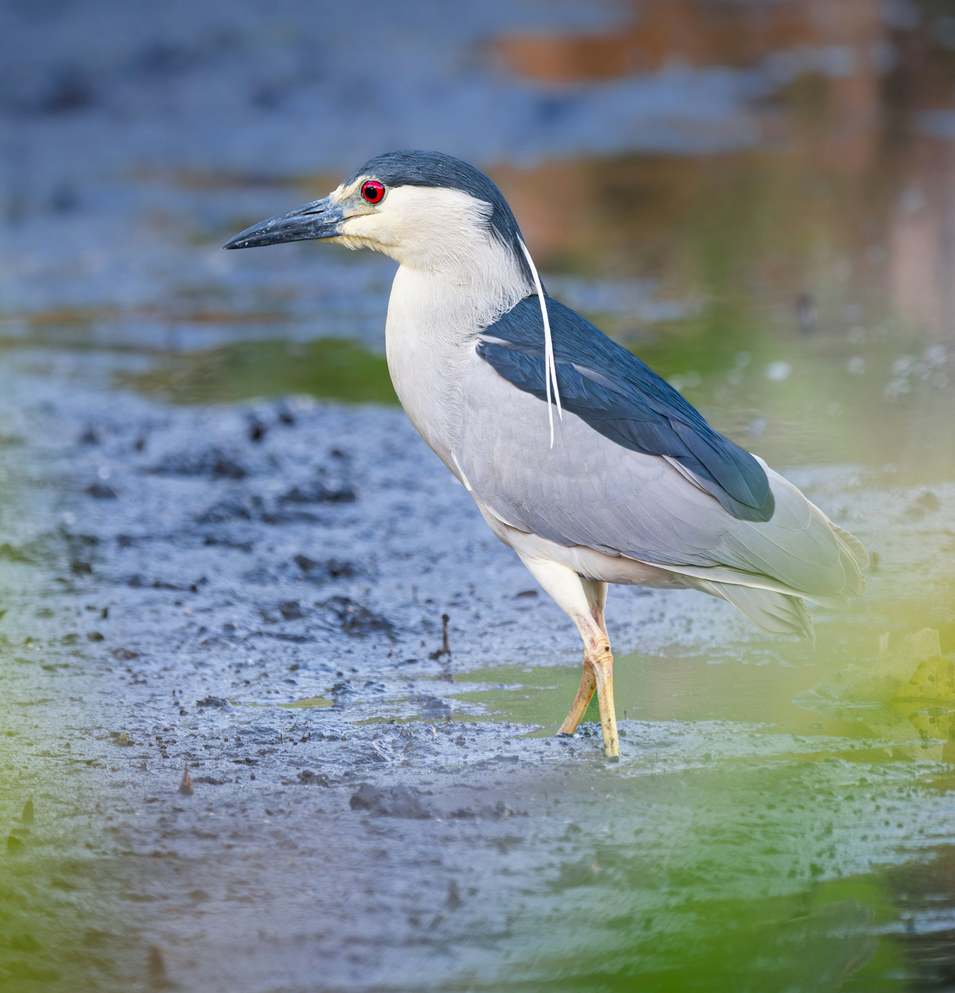 Black-crowned Night Heron