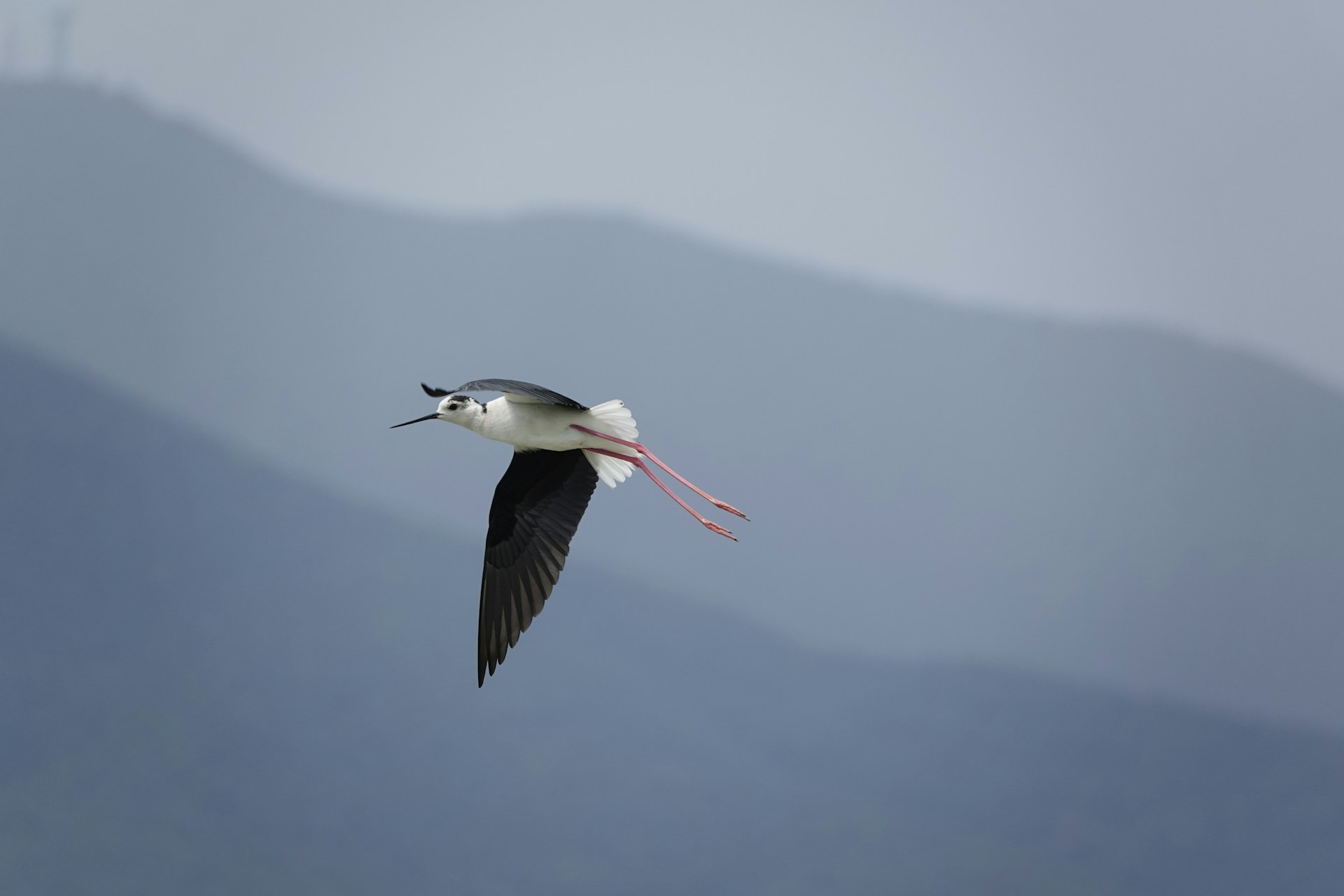 Black-winged Stilt