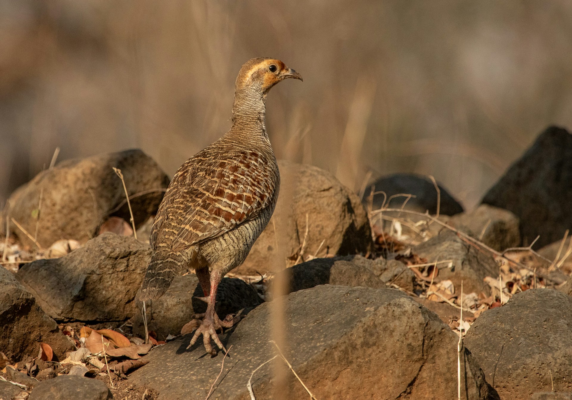 Gray Francolin