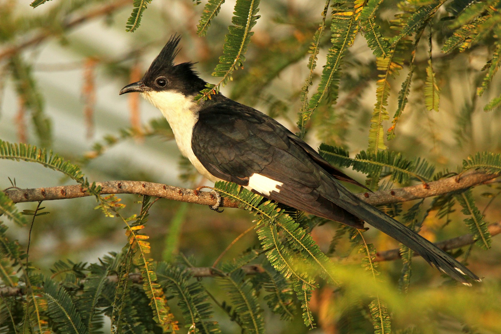 Jacobin (Pied) Cuckoo