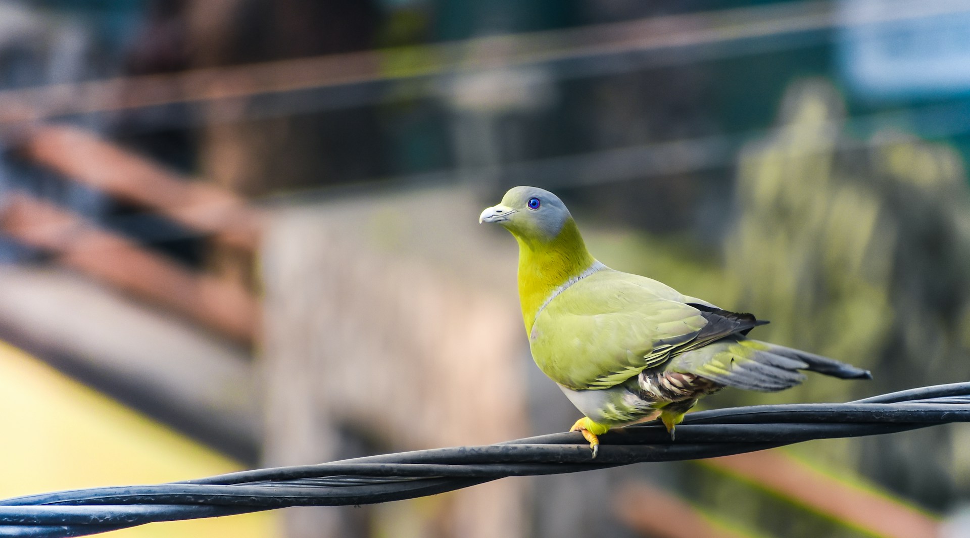 Yellow-footed Green Pigeon