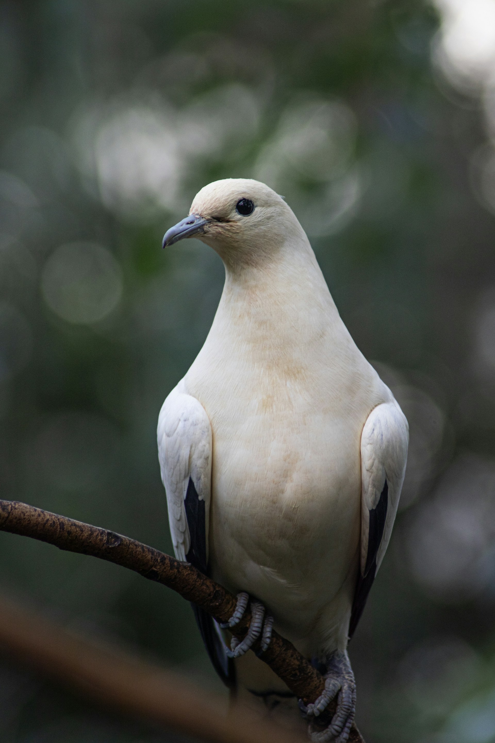 Laughing Dove