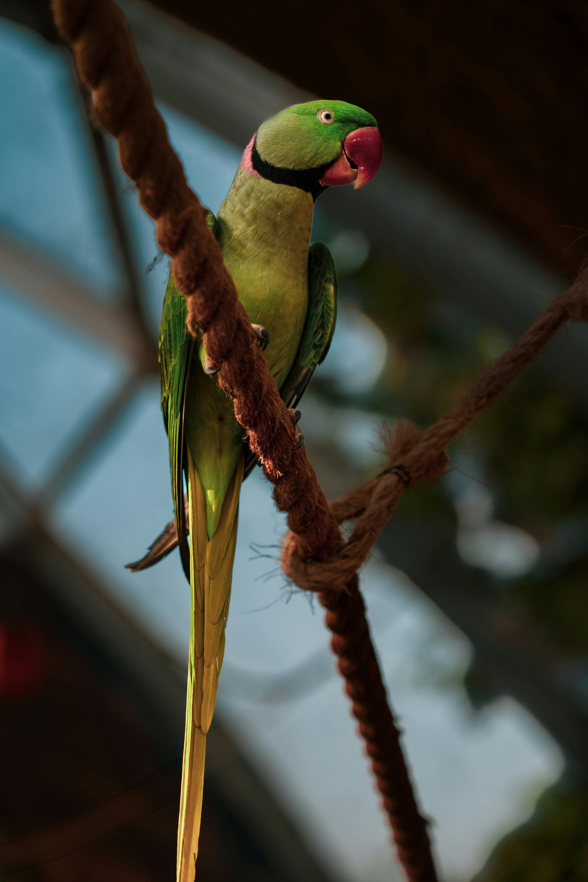 Alexandrine Parakeet Bird Information Calls Avian Life