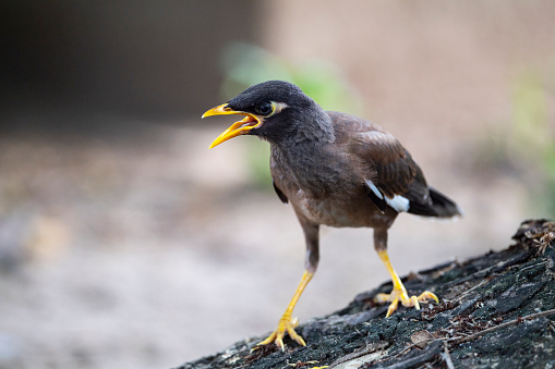 Common Myna