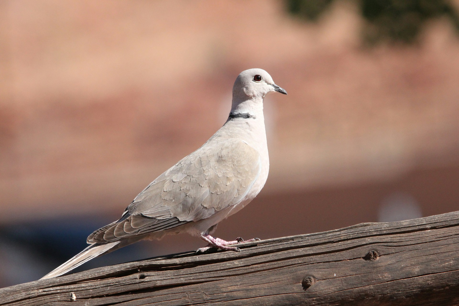 Eurasian Collared Dove