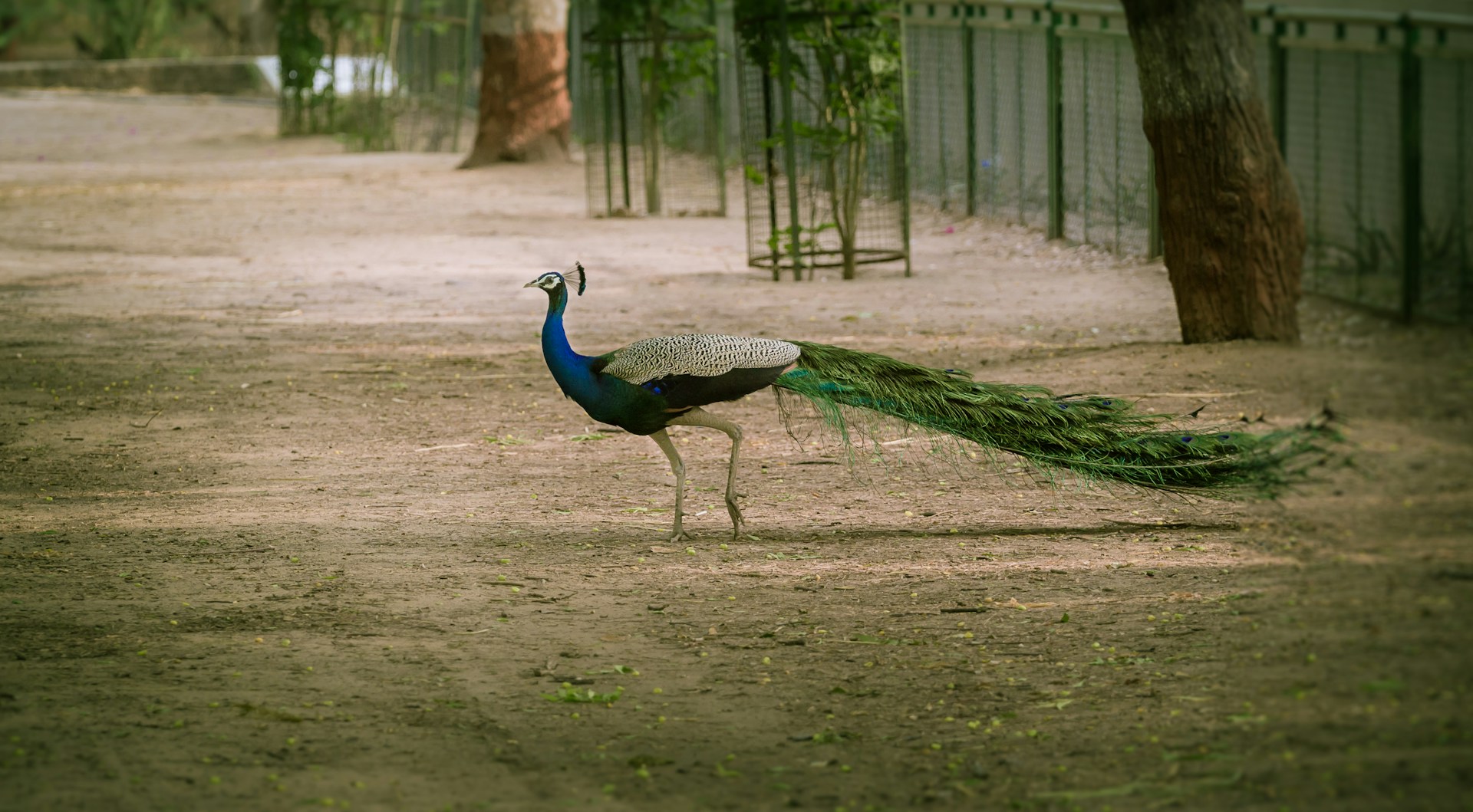 Indian Peafowl