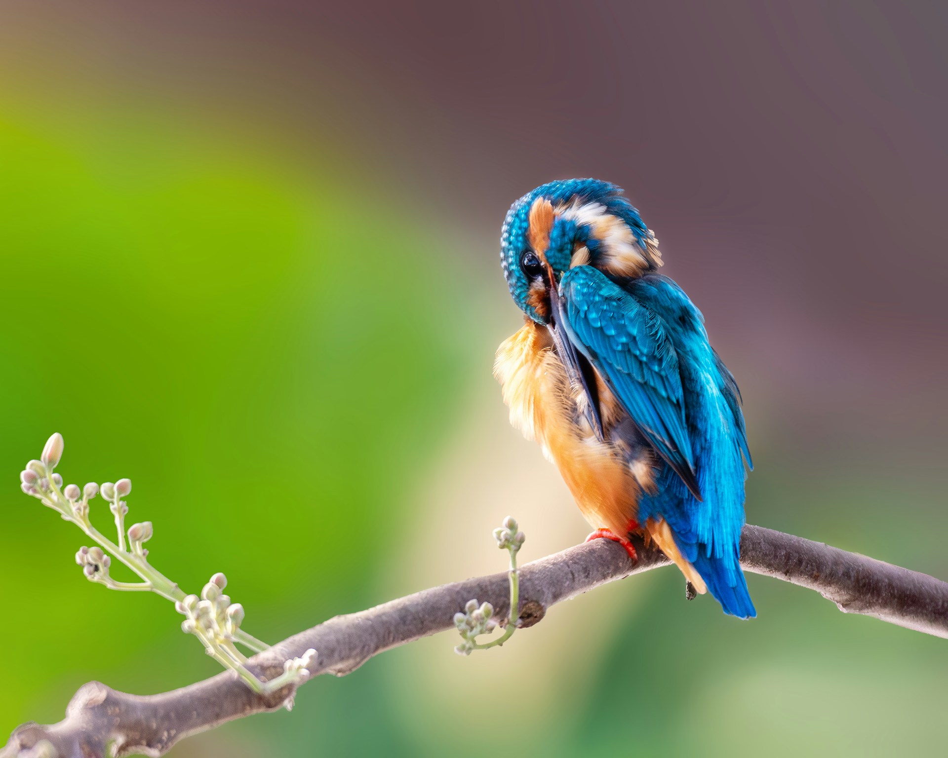 Common Kingfisher