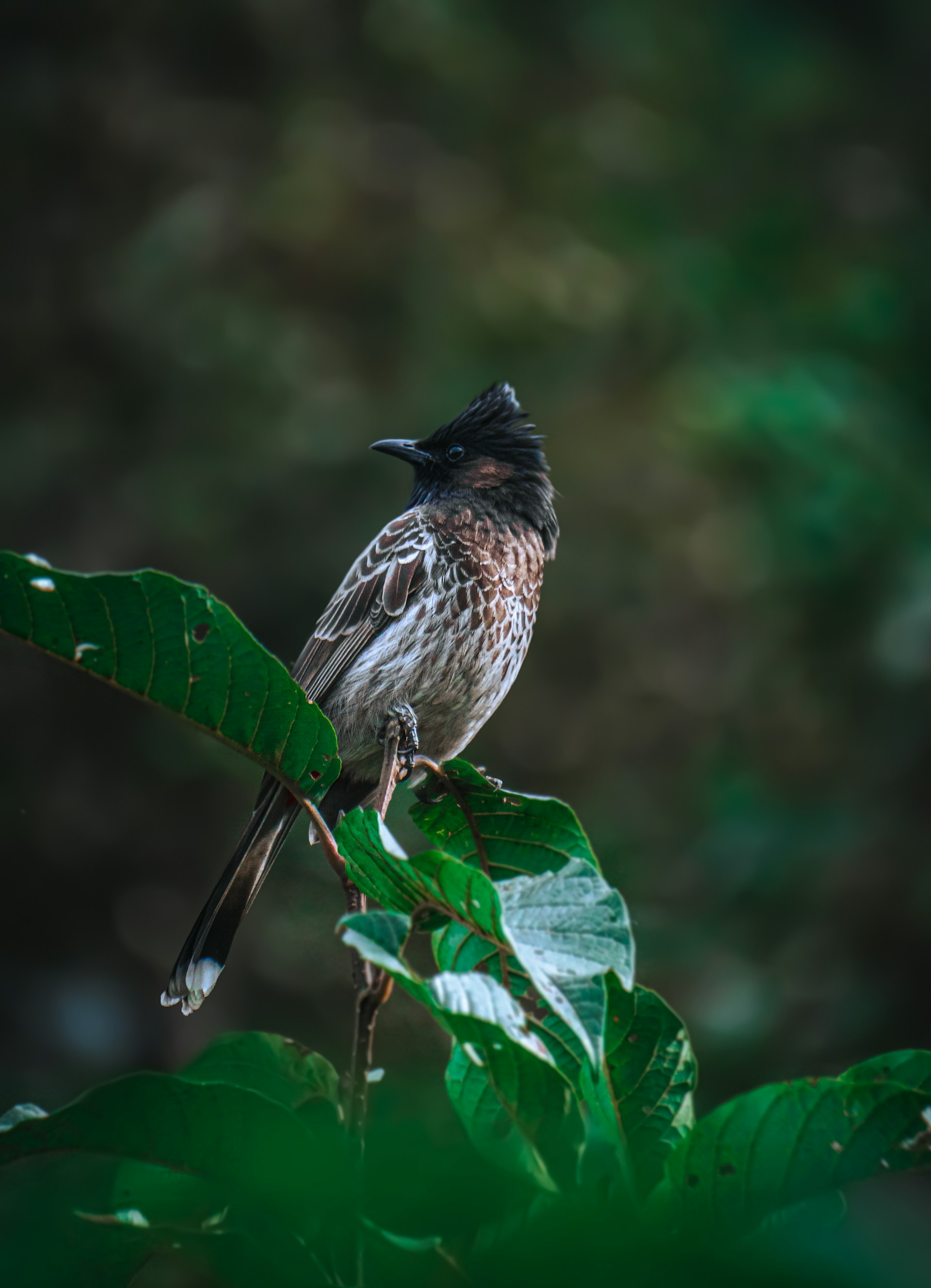 Red-vented Bulbul