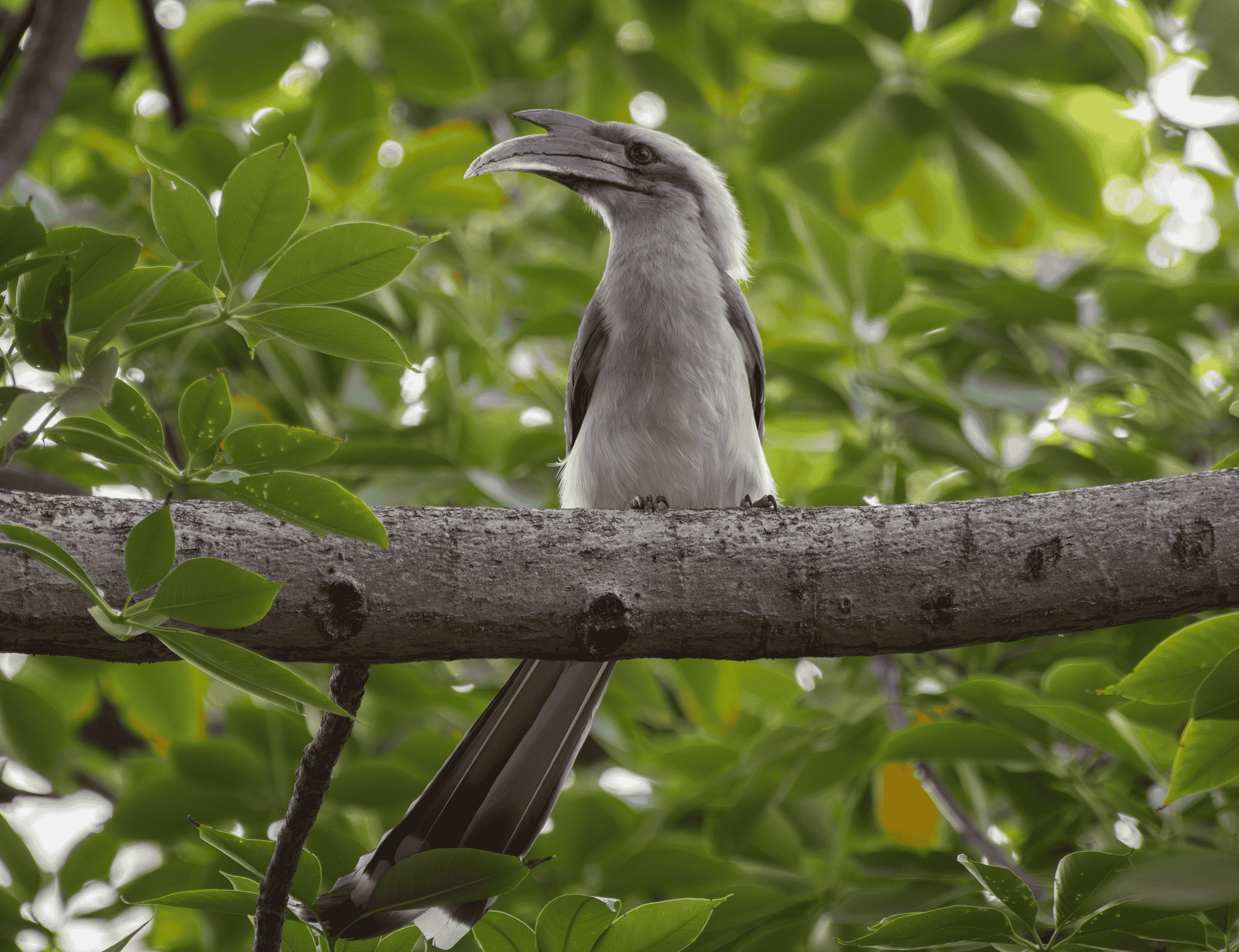 Indian Grey Hornbill