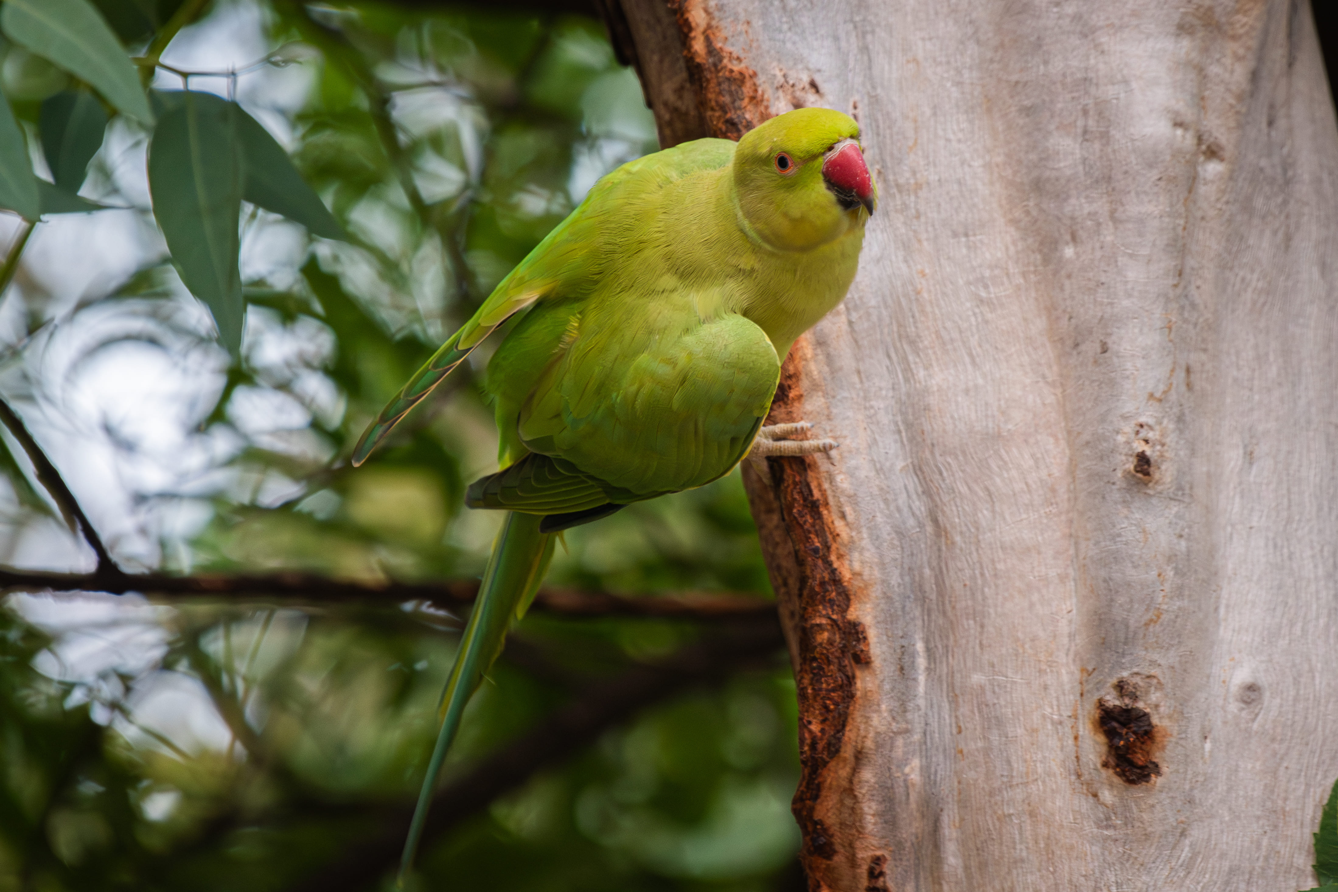 Rose-ringed Parakeet