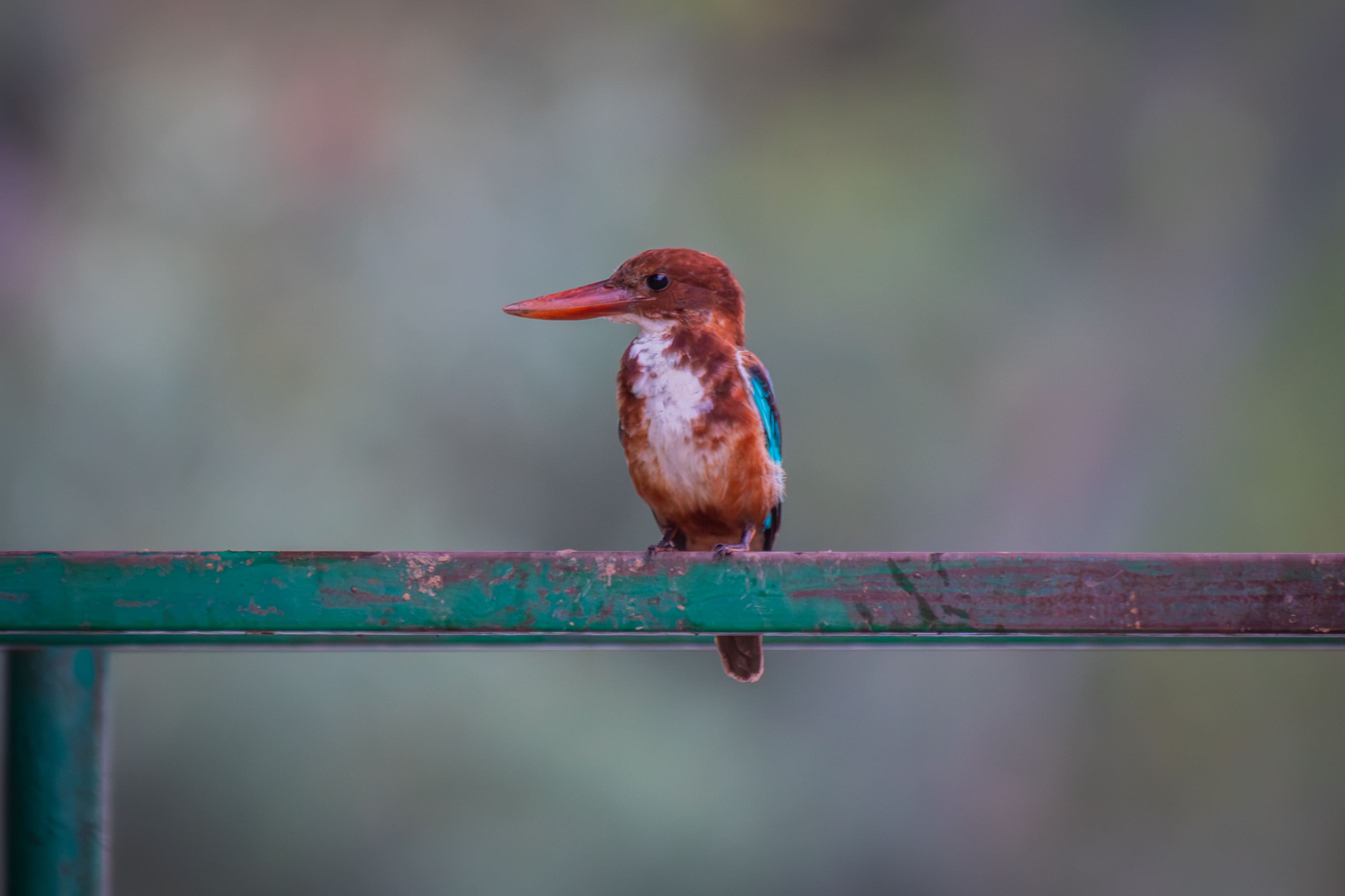 White-throated Kingfisher