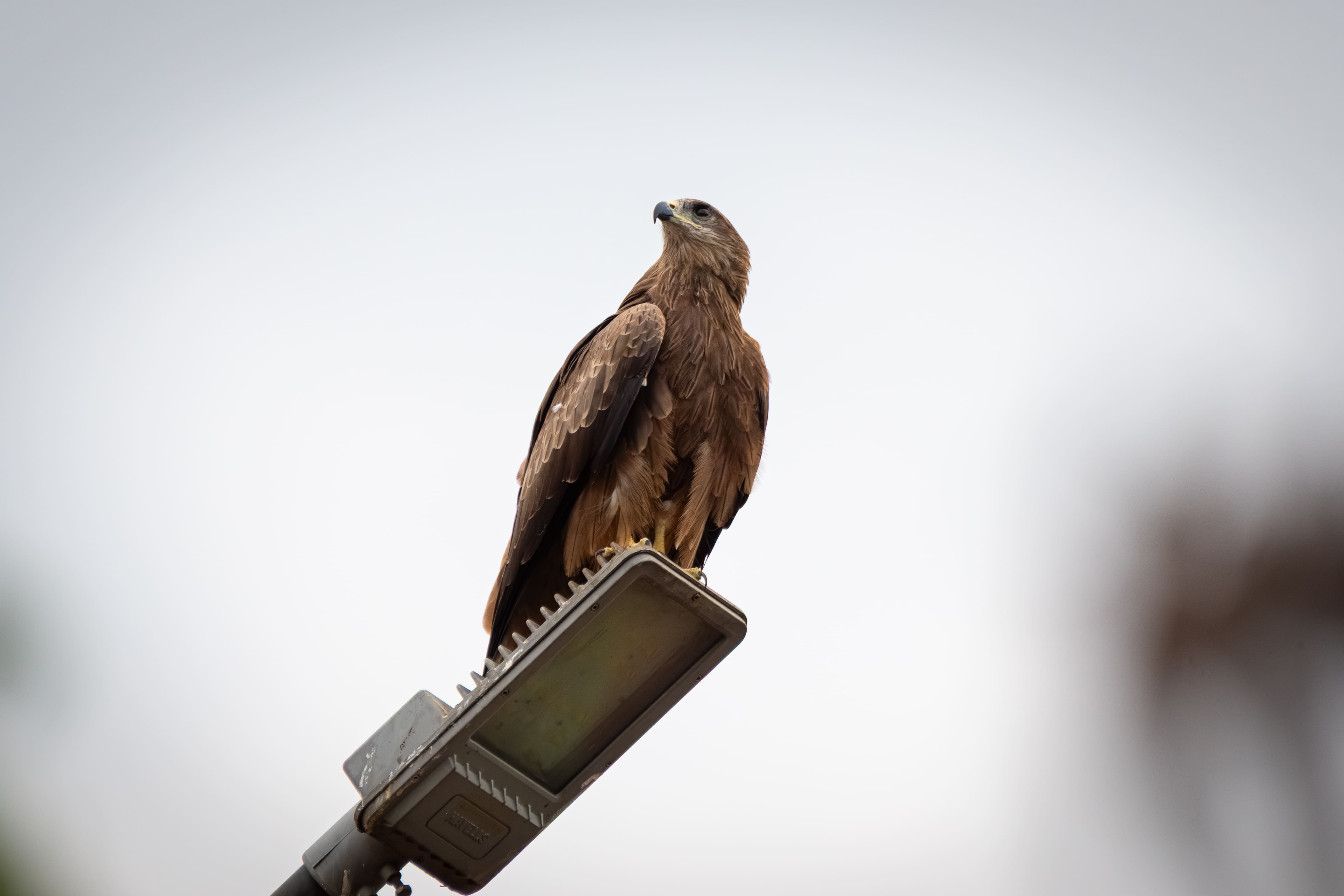 Black Kite