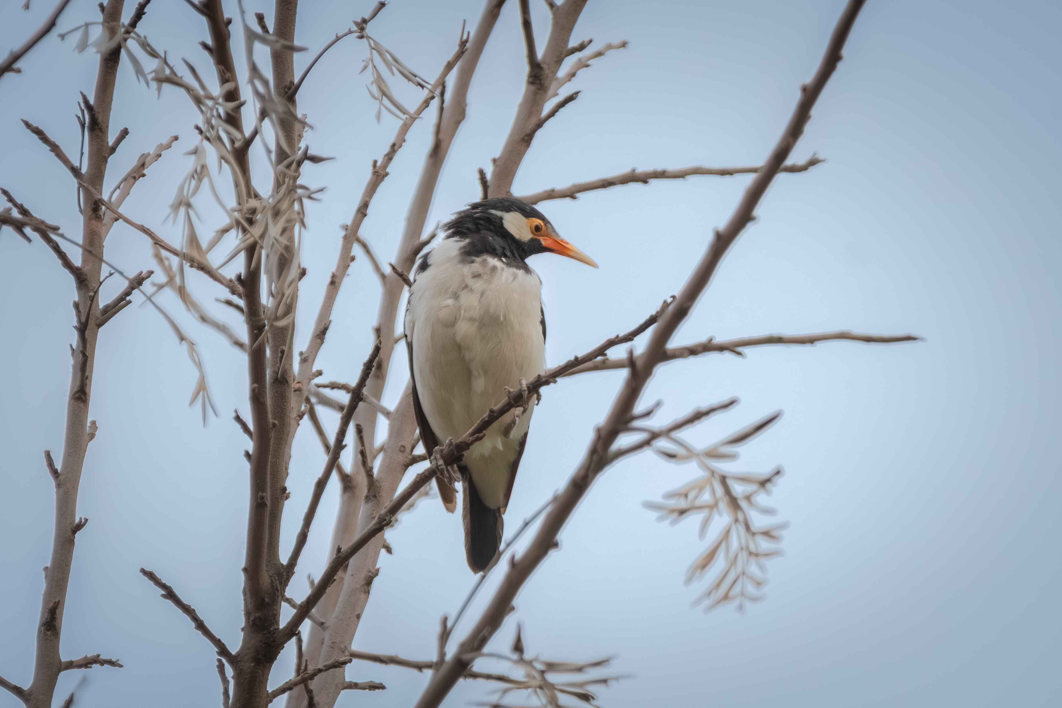 Asian Pied Starling