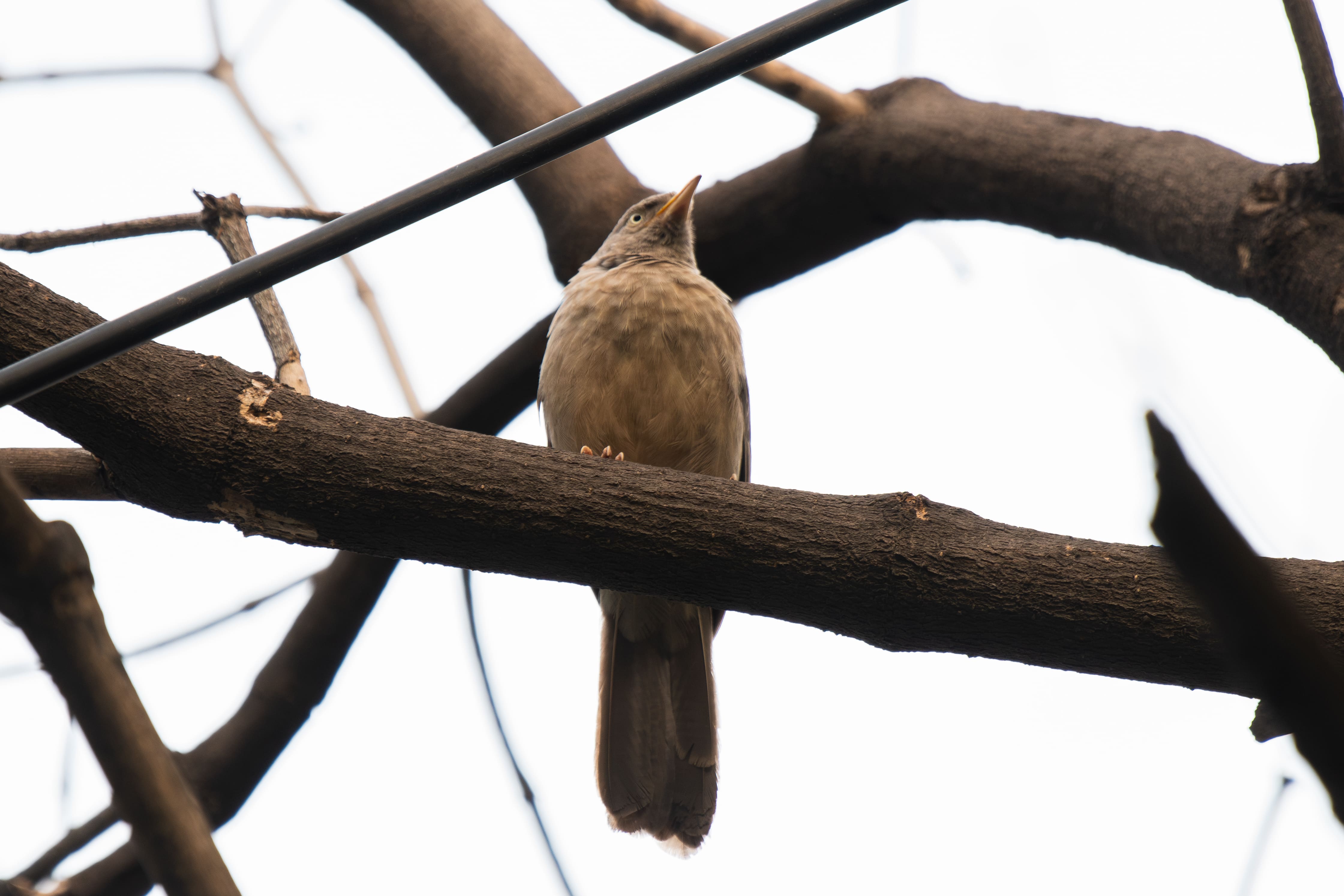 Jungle Babbler