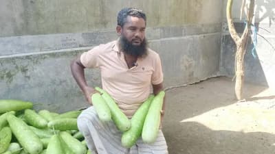 পঞ্চগড়ে এক টাকায় মিলছে চার লাউ, চরম লোকসানে কৃষক!