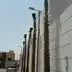 نخيل نجد