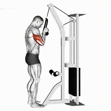 Tricep Pushdown Gif