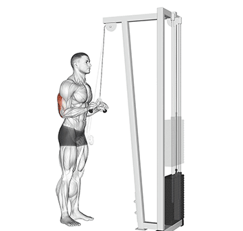 V-Bar Tricep Pushdown Gif