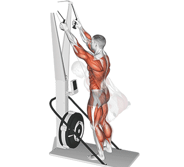 Ski Ergometer Gif