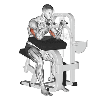 Lever Tricep Extension Gif