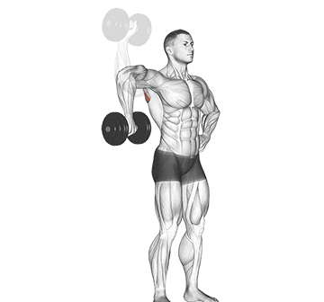 Dumbbell Cuban Rotation Gif