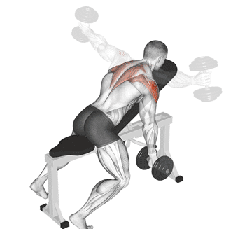 Dumbbell Incline T Raise Gif