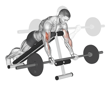 Prone Incline Barbell Curl Gif