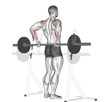 Barbell Rear Delt Raise Gif