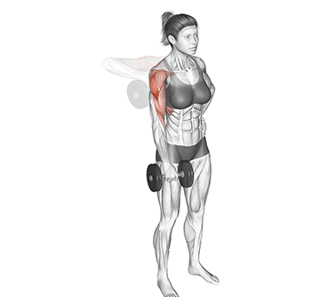 One Arm Dumbbell Upright Row Gif