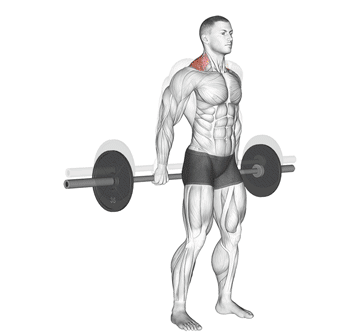 Barbell Behind The Back Shrug Gif
