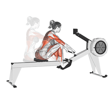 Rowing Ergometer Gif
