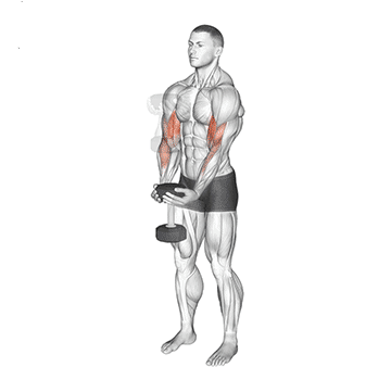 Waiter Curl Gif