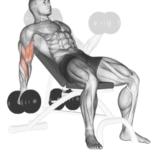 Flexor Incline Dumbbell Curls  Gif