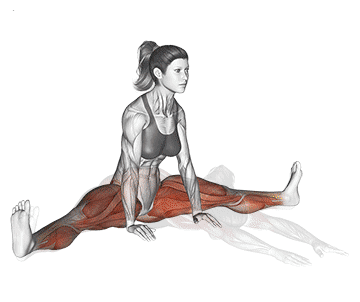 Upavistha Konasana Gif