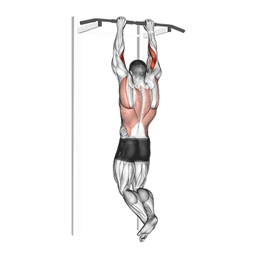 Brachialis Pull Up Gif