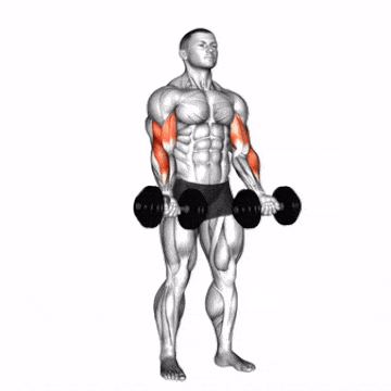 Zottman Curl Gif