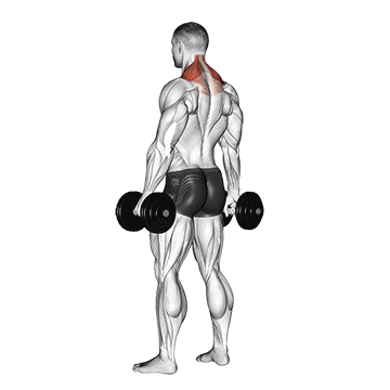Dumbbell Shrugs Gif