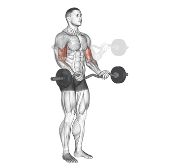 Ez bar curl gif