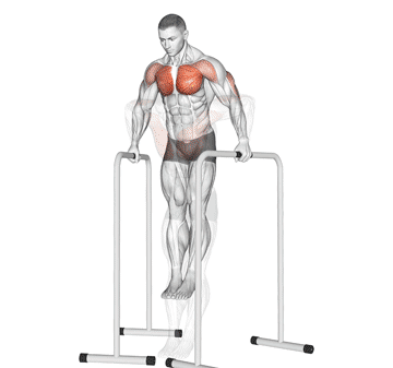Chest Dips Exercise