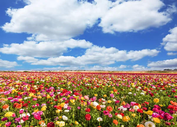 Out of the Strong, Sweetness Shall Come Forth