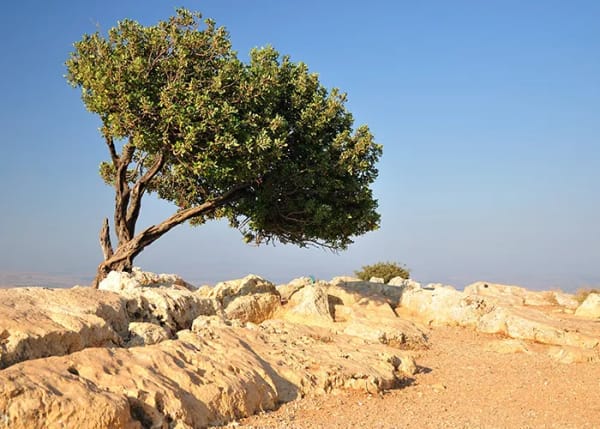 What is Tu Bishvat, the New Year of Trees? What You Need to Know