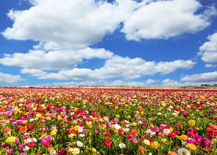 Out of the Strong, Sweetness Shall Come Forth