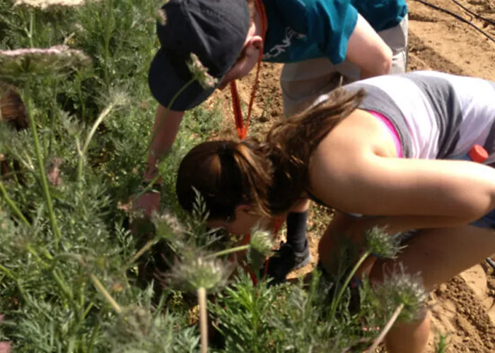 Birthright Israel Invites Alumni to Volunteer in Harvesting Abandoned Fields