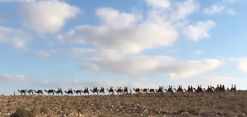 Birthright Israel group with camels. 