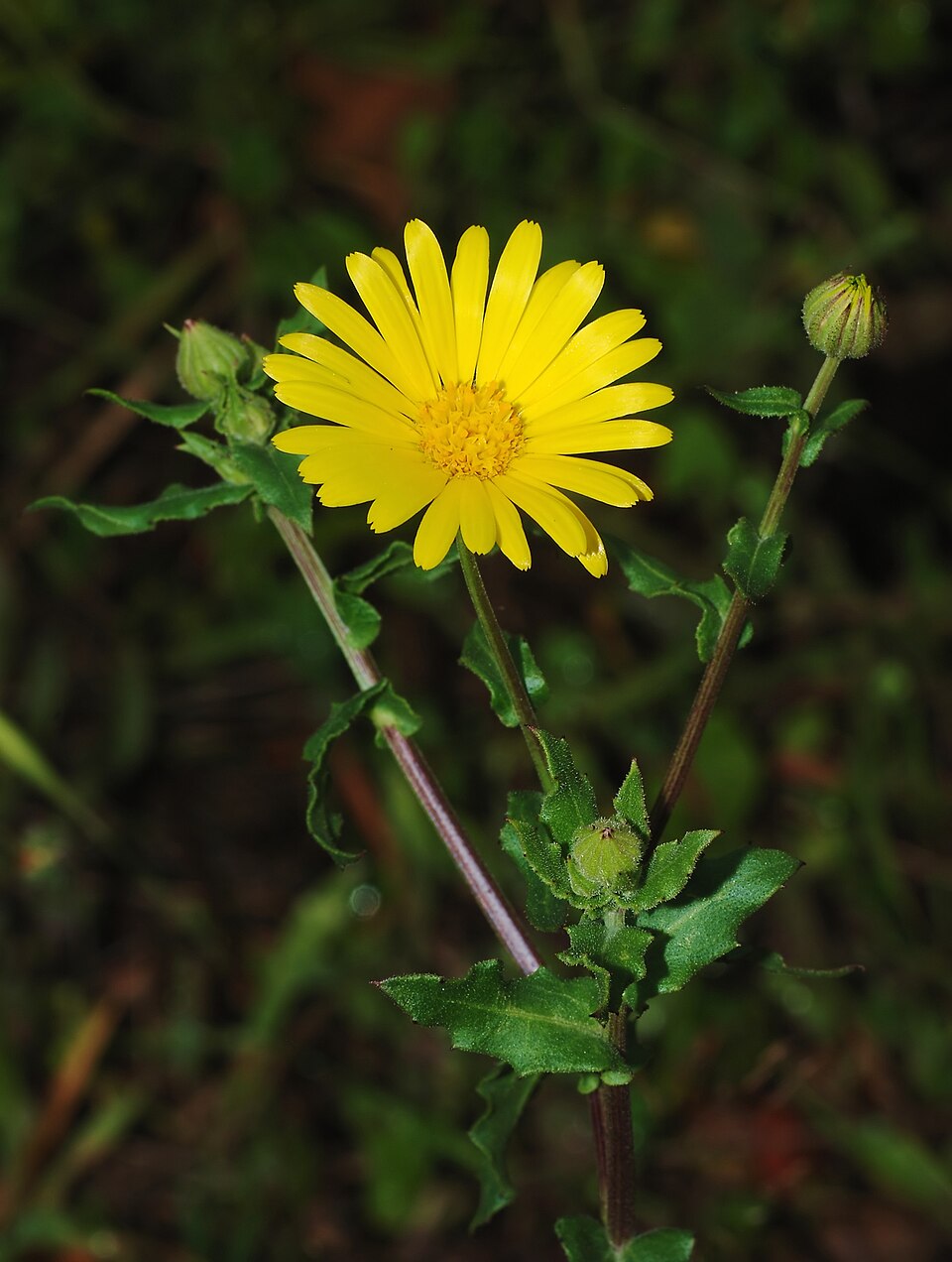 Calendula Officinalis: Homeopathy's Wound Healer