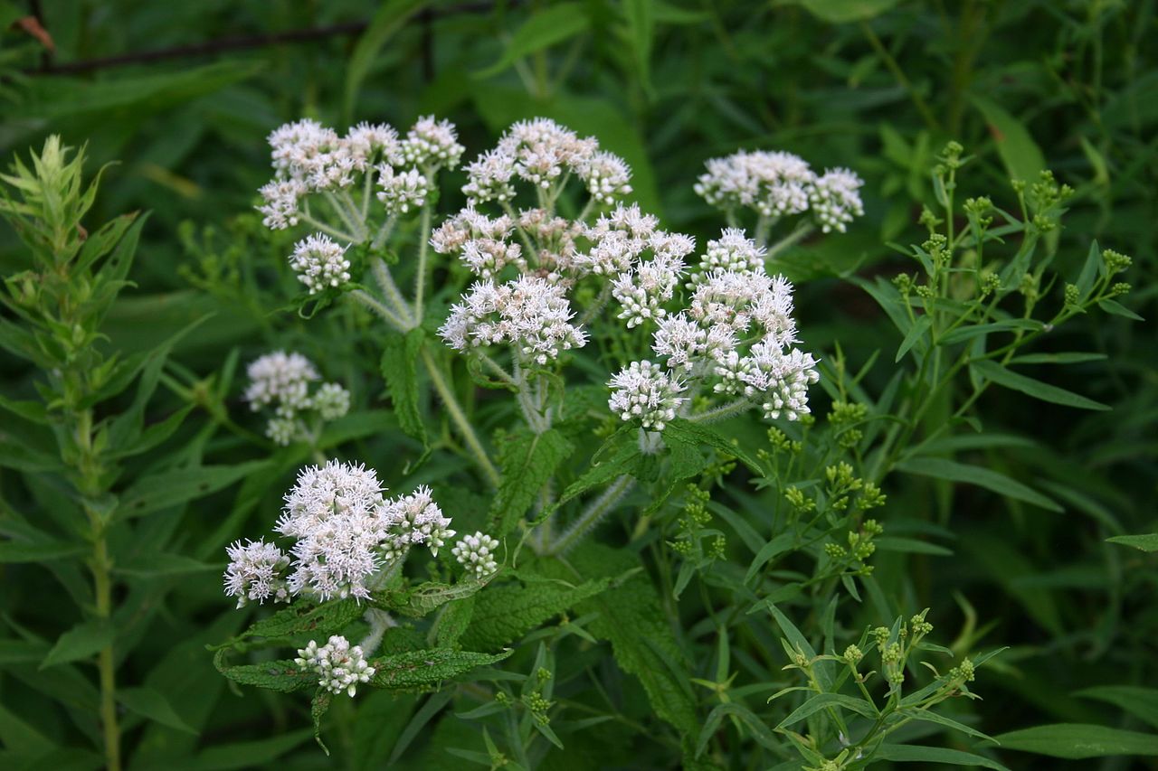 Eupatorium Perfoliatum: When Bones Ache Like Breaking