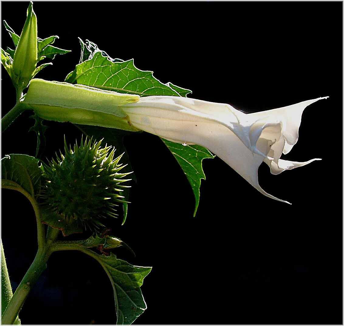DATURA ESTRAMONIUM
