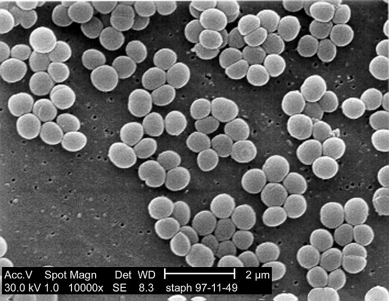 STAPHYLOCOCCINUM